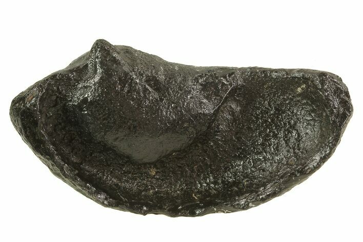Fossil Whale Ear Bone - Miocene #69673